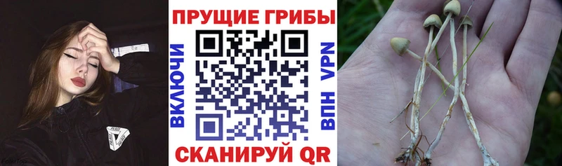 Галлюциногенные грибы мицелий  Аргун 